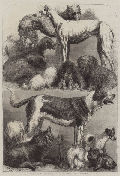 来自伊斯灵顿农业大厅展览的奖品 作者 Harrison William Weir