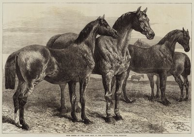 马在伊斯灵顿农业大厅的马展上获奖 作者 哈里森·威廉·威尔