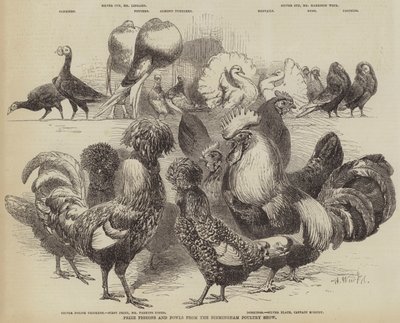 来自伯明翰家禽展的鸽子和家禽奖 作者 Harrison William Weir