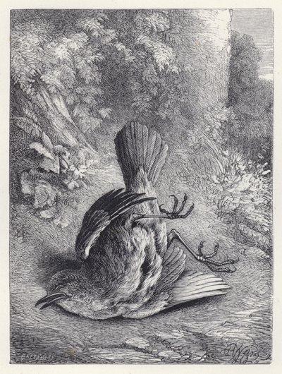 罗宾被他的跌倒惊呆了（版画） 作者 哈里森·威廉·威尔