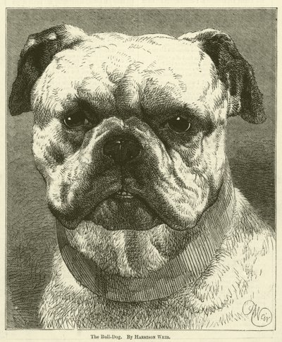 斗牛犬 作者 Harrison William Weir