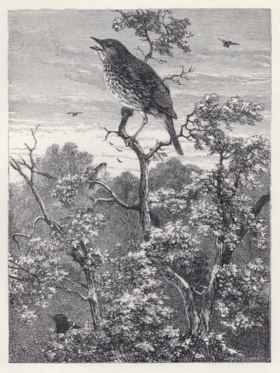 The Concert of Birds (engraving) 作者 哈里森·威廉·威尔