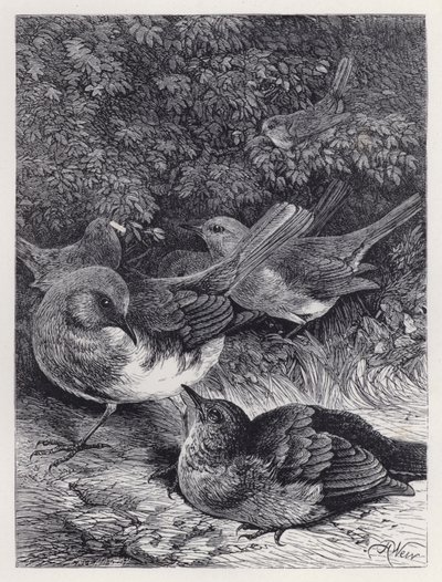 The Greedy Young Robin (engraving) 作者 哈里森·威廉·威尔