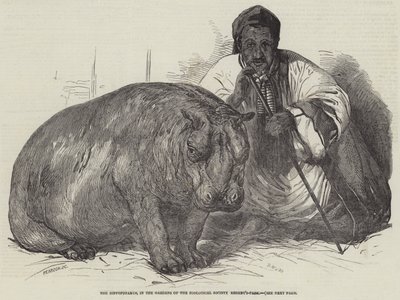 河马，在动物园的花园，摄政公园 作者 Harrison William Weir