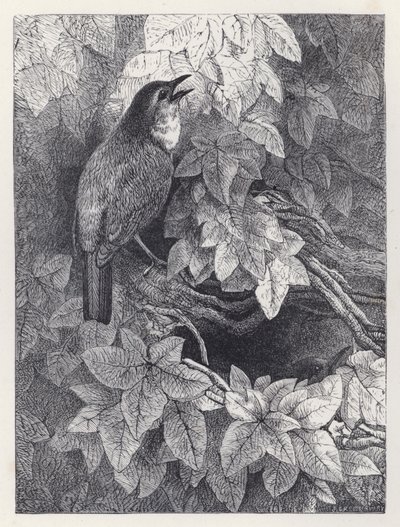 知更鸟之巢（版画） 作者 哈里森·威廉·威尔
