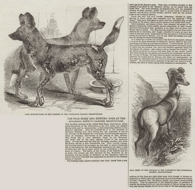 在动物园的花园，摄政公园的野生羊和猎犬 作者 Harrison William Weir