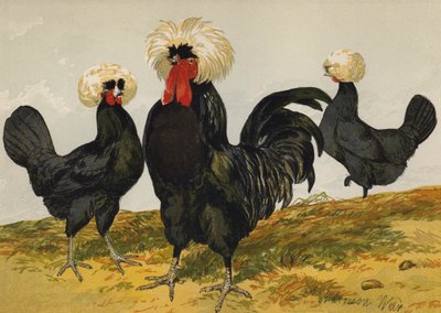 White Crested Black Polish (chromolitho) 作者 哈里森·威廉·威尔