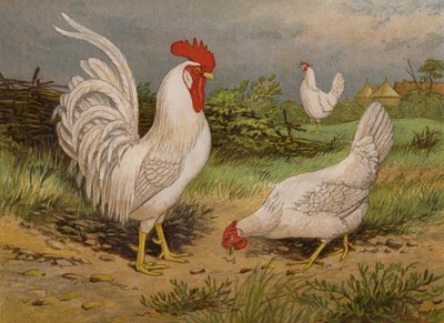 White Leghorns (chromolitho) 作者 哈里森·威廉·威尔
