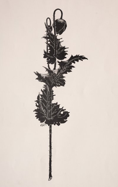 花卉研究。 作者 哈里·芬恩