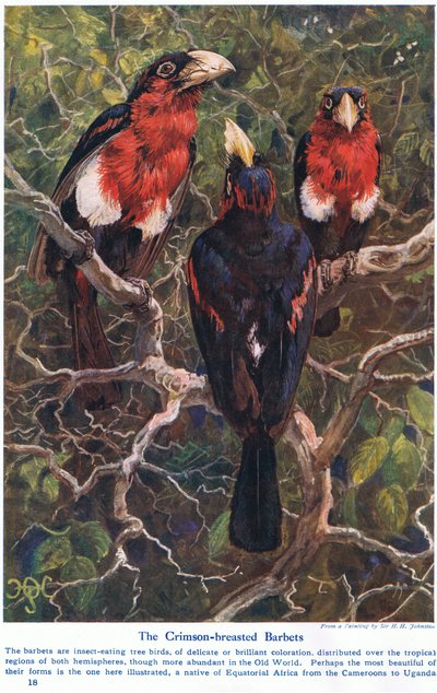 Crimson Crested Barbets，来自“海洋和海洋奇观”的插图，由卡塞尔，伦敦出版，1914年 作者 哈里·汉密尔顿·约翰斯顿