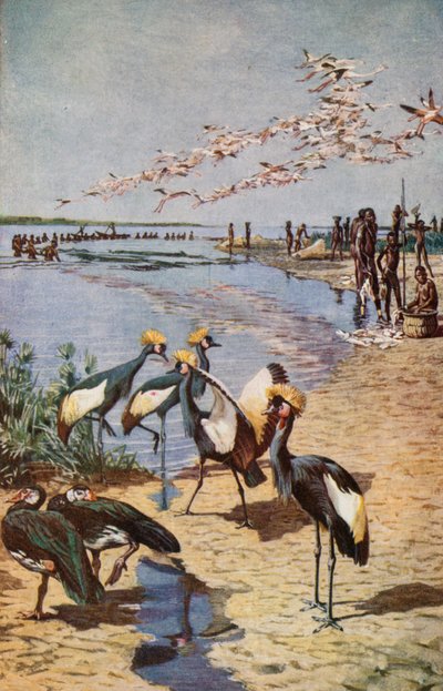乍得湖北岸，1822年德纳姆所见 作者 哈里·汉密尔顿·约翰斯顿