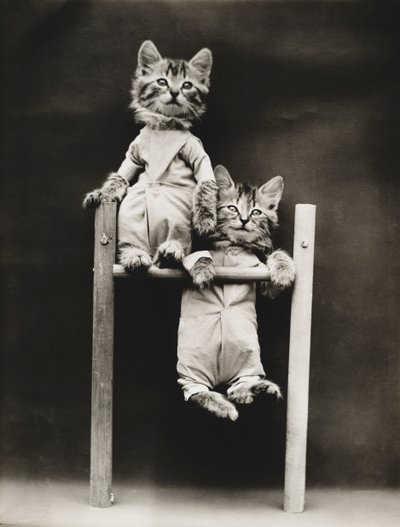 小猫系列：锻炼，约 1914 年（银质印刷品） 作者 哈里·惠蒂尔·弗里斯