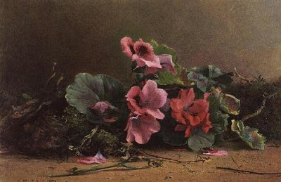 天竺葵的研究 作者 赫克托·卡菲里（Hector Caffieri）
