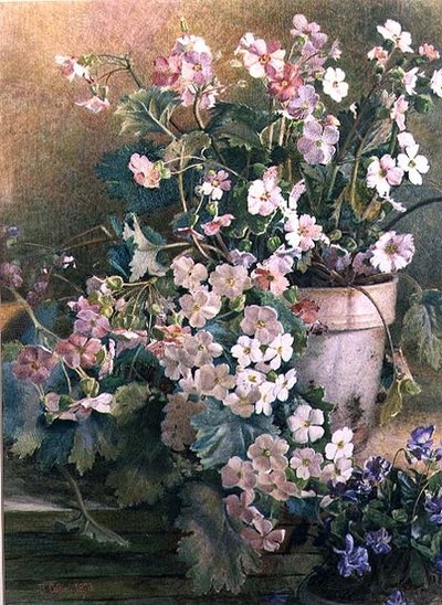 报春花的研究 作者 赫克托·卡菲里（Hector Caffieri）