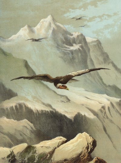 秃鹰（chromolitho） 作者 Hector Giacomelli