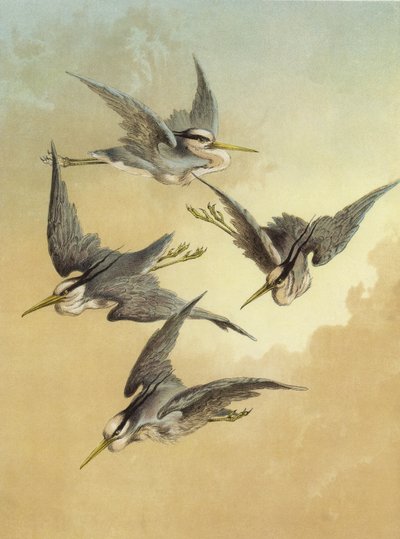 苍鹭（chromolitho） 作者 Hector Giacomelli