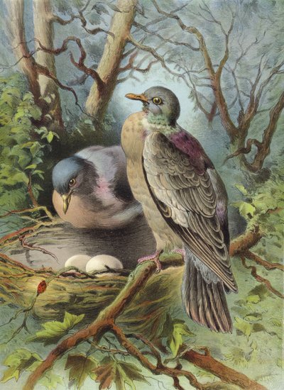 环鸽子（chromolitho） 作者 Hector Giacomelli