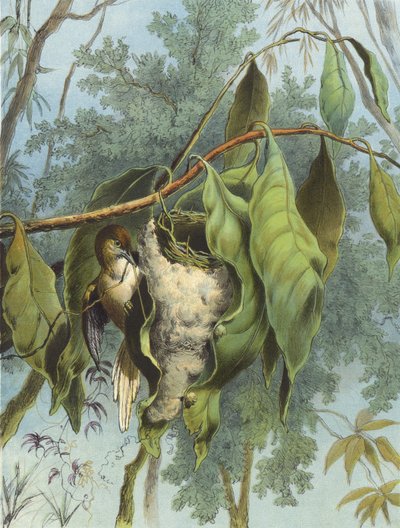 裁缝鸟（chromolitho） 作者 赫克托·贾科梅利