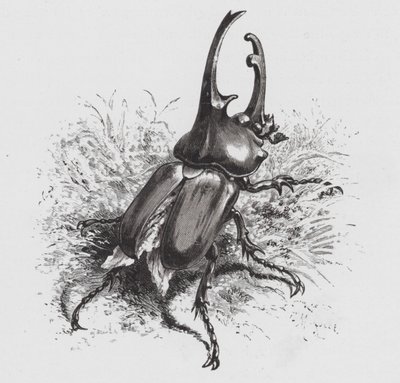 The Insect: Beetle (engraving) 作者 赫克托·贾科梅利