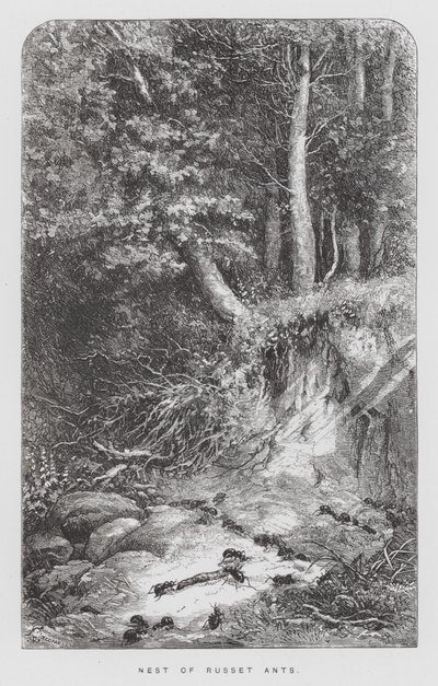 The Insect: Nest of Russet Ants (engraving) 作者 赫克托·贾科梅利