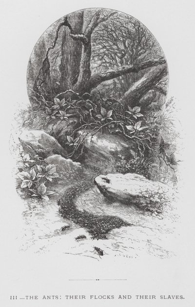 昆虫：蚂蚁、他们的羊群和他们的奴隶（版画） 作者 赫克托·贾科梅利