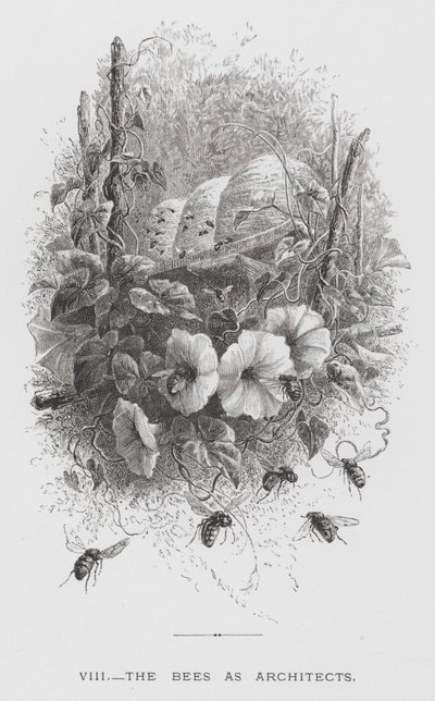 昆虫：作为建筑师的蜜蜂（版画） 作者 赫克托·贾科梅利