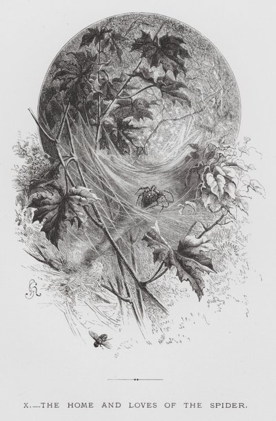 昆虫：蜘蛛的家和爱情（版画） 作者 赫克托·贾科梅利