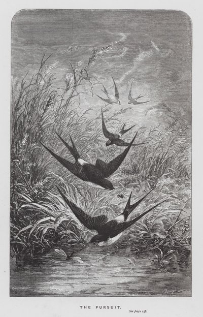 The Insect: The Pursuit (engraving) 作者 赫克托·贾科梅利