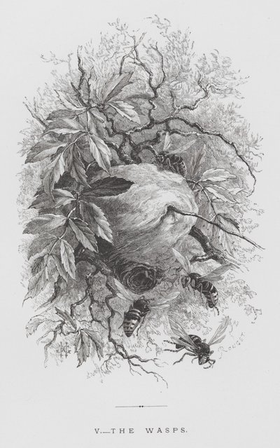 昆虫：黄蜂（版画） 作者 赫克托·贾科梅利