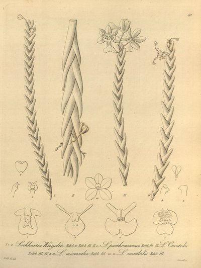 洛克哈蒂亚 - 秋莎 第 1 卷（1858 年） 图 40 作者 海因里希·古斯塔夫·赖兴巴赫