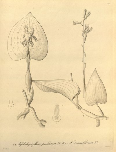 本文件来自生物多样性遗产图书馆，可通过以下网址在线获取：biodiversitylibrary.org/page/696488 作者 海因里希·古斯塔夫·赖兴巴赫