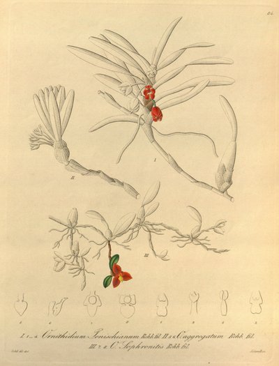 该文件来自生物多样性遗产图书馆，可在线获取：biodiversitylibrary.org/page/696484 作者 海因里希·古斯塔夫·赖兴巴赫