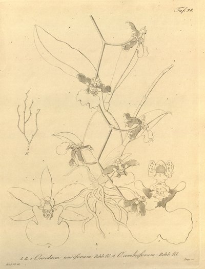 本文件来自生物多样性遗产图书馆，可通过以下网址在线获取：biodiversitylibrary.org/page/696498 作者 海因里希·古斯塔夫·赖兴巴赫