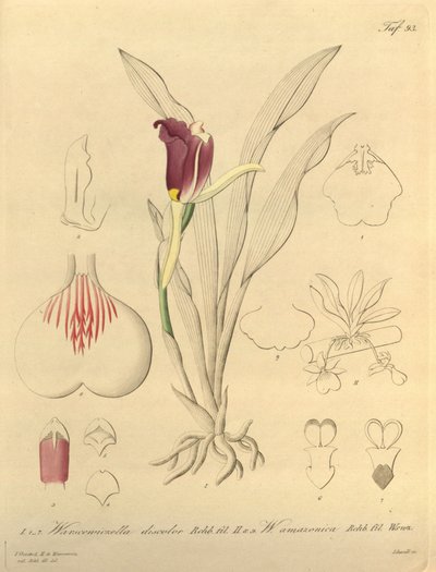 本文件来自生物多样性遗产图书馆，可通过以下网址在线获取：biodiversitylibrary.org/page/696493 作者 海因里希·古斯塔夫·赖兴巴赫