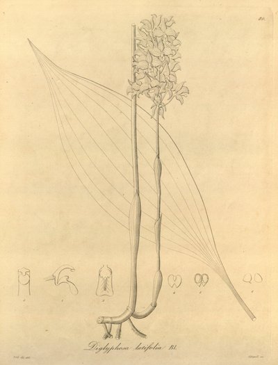 本文件来自生物多样性遗产图书馆，可通过以下网址在线获取：biodiversitylibrary.org/page/696480 作者 海因里希·古斯塔夫·赖兴巴赫