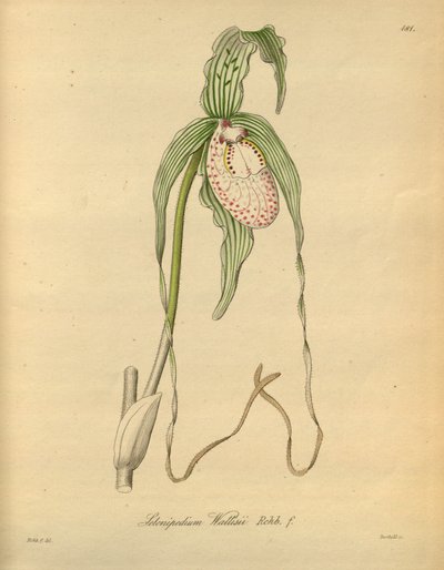 该文件来自生物多样性遗产图书馆，可在线获取：biodiversitylibrary.org/page/698377 作者 海因里希·古斯塔夫·赖兴巴赫