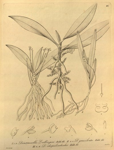 本文件来自生物多样性遗产图书馆，可通过以下网址在线获取：biodiversitylibrary.org/page/696486 作者 海因里希·古斯塔夫·赖兴巴赫