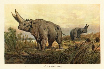 Arsinoitherium，一种已灭绝的 paenungulata 哺乳动物属。，1908 年（印刷） 作者 亨利·哈德