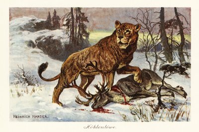 欧亚穴狮（Panthera spelaea），1908 年（印刷品 作者 亨利·哈德