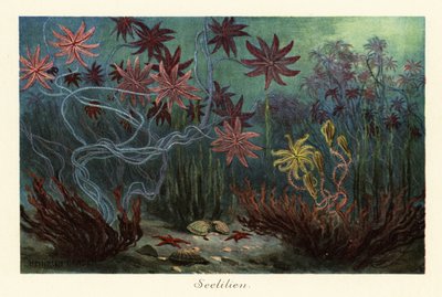 海底已灭绝的海百合或海百合科（Crinoidea），1908 年（印刷品 作者 亨利·哈德