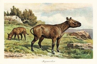 Hyracodon，已灭绝的马齿状哺乳动物属，渐新世。,1908年（印刷版） 作者 亨利·哈德
