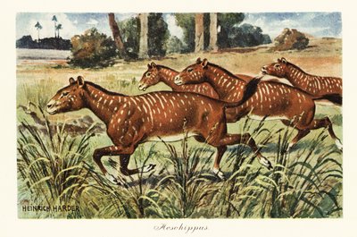 Mesohippus，已灭绝的早期马属。，1908 年（打印） 作者 亨利·哈德