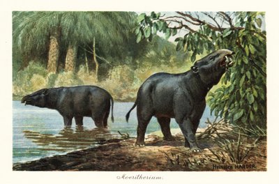Moeritherium，已灭绝的始新世长鼻动物属。 ,1908（印刷版） 作者 亨利·哈德