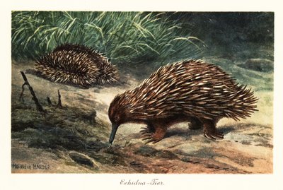 短喙针鼹，Tachyglossus aculeatus，正在觅食。 作者 亨利·哈德