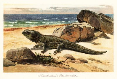 脆弱的大蜥蜴，Sphenodon punctatus，在岸上。 作者 亨利·哈德