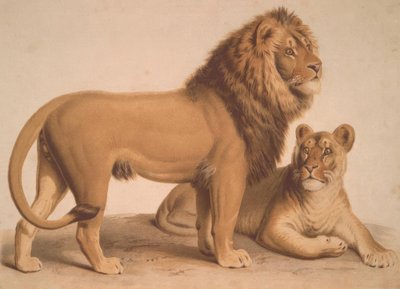 狮子- Felis Leo 作者 海因里希·勒特曼