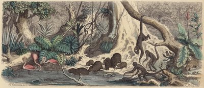 圭亚那的河岸（彩色雕刻）。 作者 海因里希·勒特曼