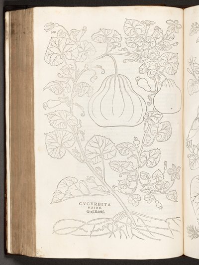 BT3.267.5 p.368葫芦，从植物中评史上著名的由莱昂哈特·福克斯，1542 作者 海因里希和迈尔（Albert Fullmaurer）