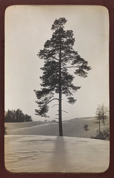第一次世界大战：1914-1916年德军入侵时的乌克兰。雪中风景（黑白照片 作者 英雄公墓Dsessentniki（At ..至）