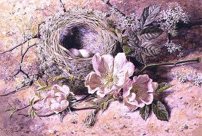 开花与鸟巢（纸上水彩画 作者 海伦·科迪莉亚·科尔曼·安杰尔